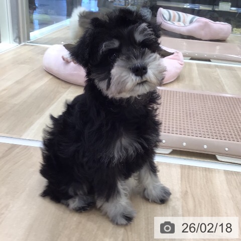 岐阜県のミニチュアシュナウザー (ペットプラス 各務原店/2025年12月1日生まれ/女の子/ブラックシルバー)の子犬の4枚目の画像