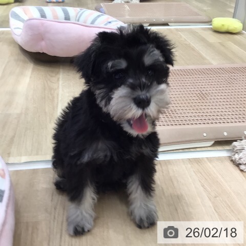 岐阜県のミニチュアシュナウザー (ペットプラス 各務原店/2025年12月1日生まれ/女の子/ブラックシルバー)の子犬の3枚目の画像