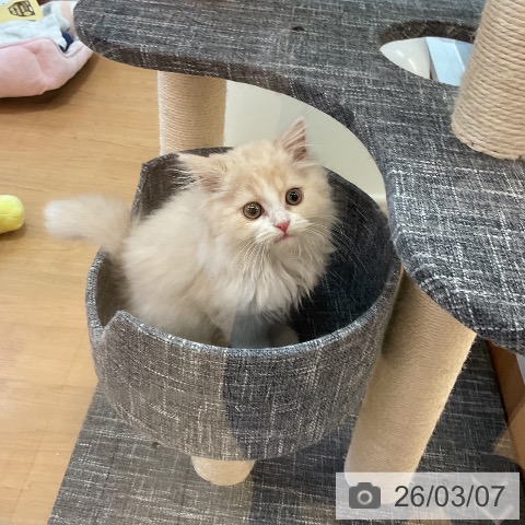 スコティッシュフォールドの写真