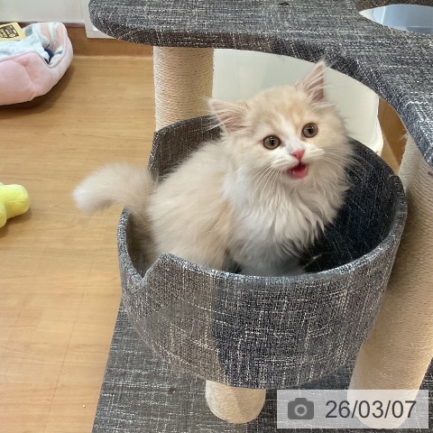 スコティッシュフォールドの写真