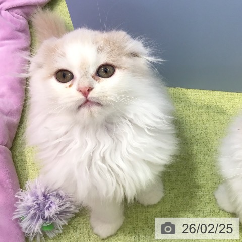福岡県のスコティッシュフォールド (ペットプラス 春日店/2025年12月15日生まれ/男の子/クリームホワイト)の子猫の4枚目の画像