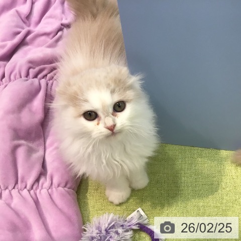 福岡県のスコティッシュフォールド (ペットプラス 春日店/2025年12月15日生まれ/男の子/クリームホワイト)の子猫の3枚目の画像