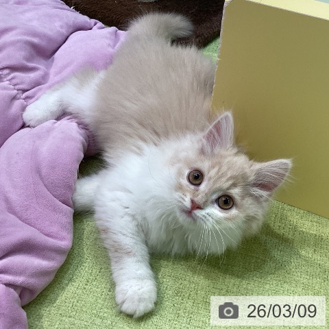 福岡県のスコティッシュフォールド (ペットプラス 小倉南店/2025年12月15日生まれ/女の子/クリームホワイト)の子猫の4枚目の画像