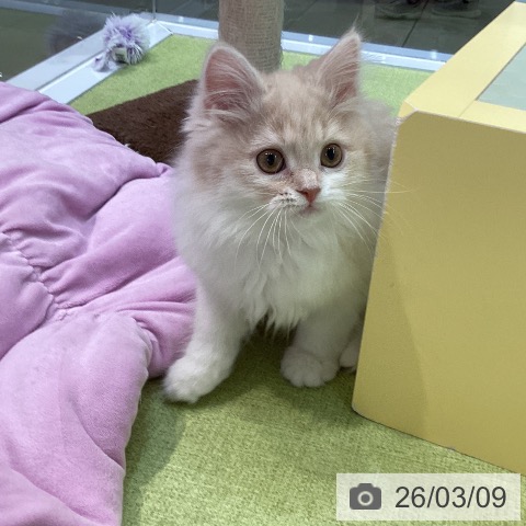 福岡県のスコティッシュフォールド (ペットプラス 小倉南店/2025年12月15日生まれ/女の子/クリームホワイト)の子猫の3枚目の画像