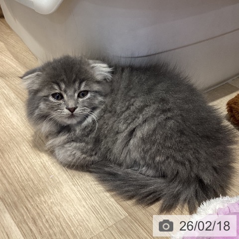 スコティッシュフォールドの写真