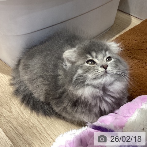 スコティッシュフォールドの写真