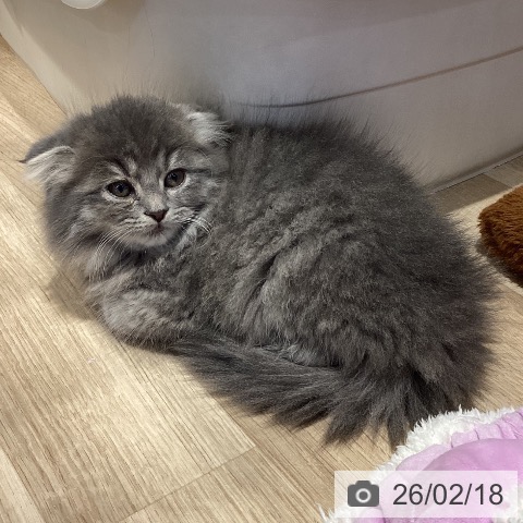 スコティッシュフォールドの写真