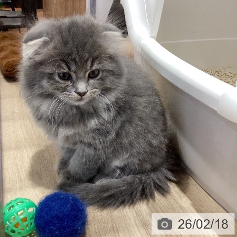 スコティッシュフォールドの写真