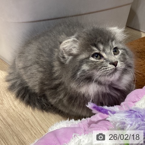 スコティッシュフォールドの写真