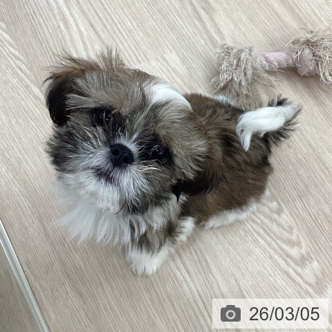 愛知県のシーズー (ペットプラス 豊田店/2025年12月14日生まれ/男の子/ゴールドホワイト)の子犬の4枚目の画像