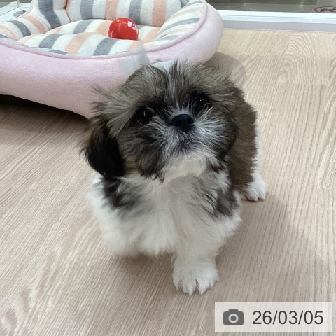 愛知県のシーズー (ペットプラス 豊田店/2025年12月14日生まれ/男の子/ゴールドホワイト)の子犬の3枚目の画像