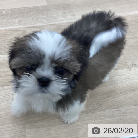 シー・ズーの写真