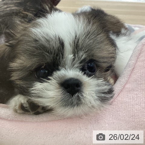 シー・ズーの写真