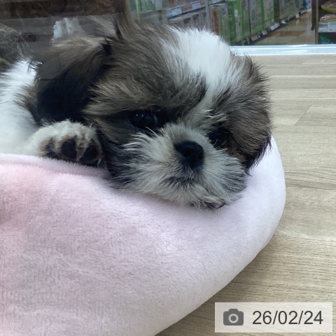 シー・ズーの写真