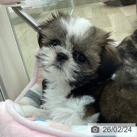 シー・ズーの写真