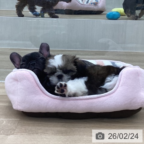 シー・ズーの写真