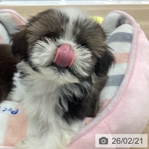 シー・ズーの写真