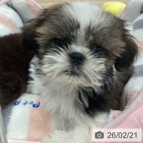 シー・ズーの写真