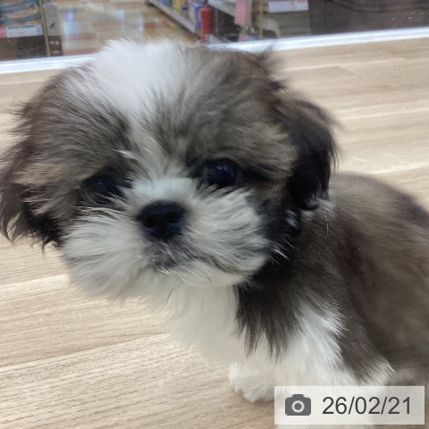 シー・ズーの写真