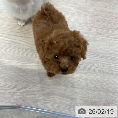 トイ・プードルの写真