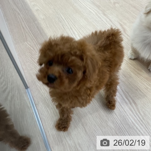 トイ・プードルの写真