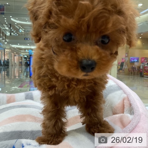 トイ・プードルの写真