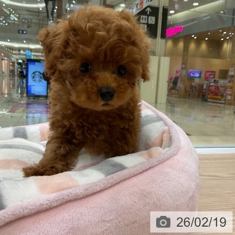 トイ・プードルの写真