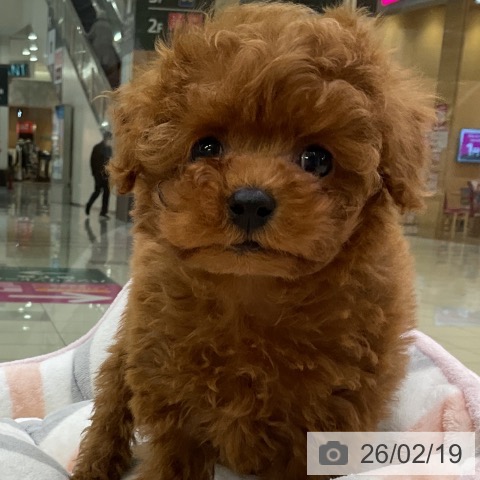 トイ・プードルの写真