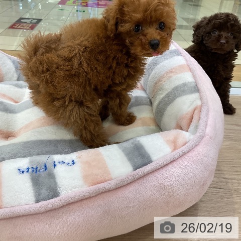 トイ・プードルの写真