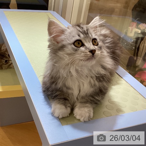 愛知県のミヌエット (ペットプラス mozoワンダーシティ店/2025年12月14日生まれ/男の子/シルバータビーホワイト)の子猫の4枚目の画像