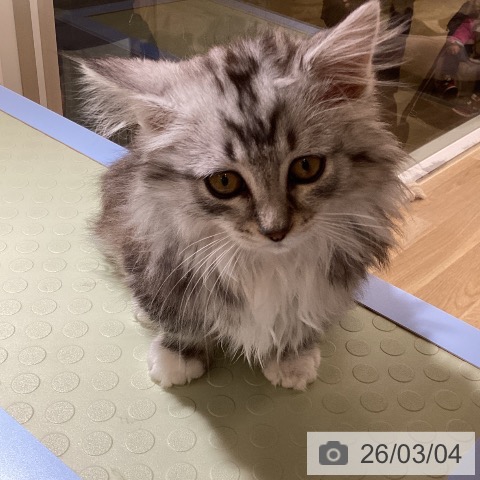 愛知県のミヌエット (ペットプラス mozoワンダーシティ店/2025年12月14日生まれ/男の子/シルバータビーホワイト)の子猫の3枚目の画像