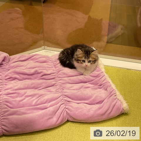 ラガマフィンの写真