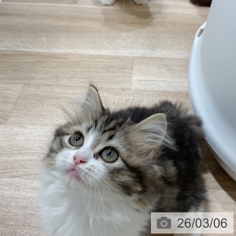 ラガマフィンの写真