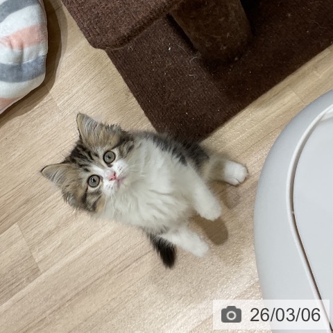 ラガマフィンの写真