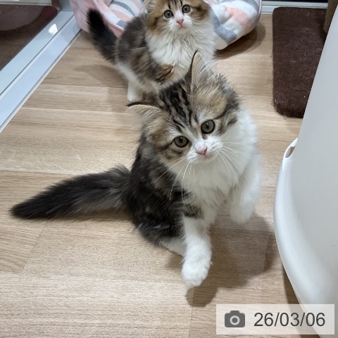 ラガマフィンの写真