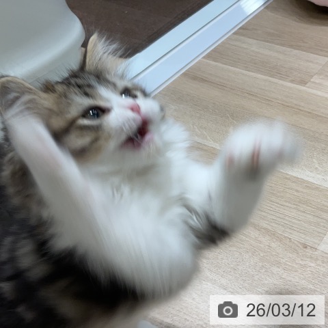 ラガマフィンの写真