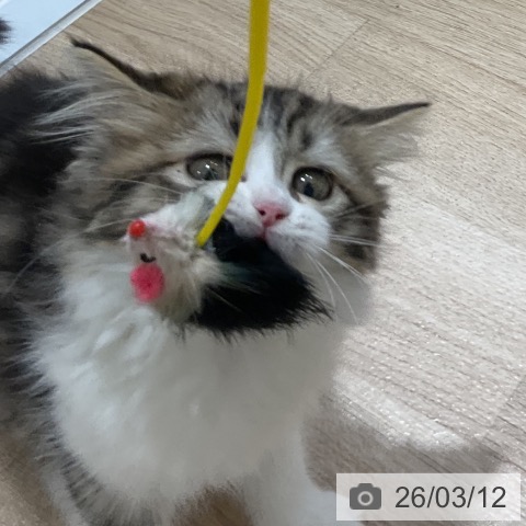 ラガマフィンの写真