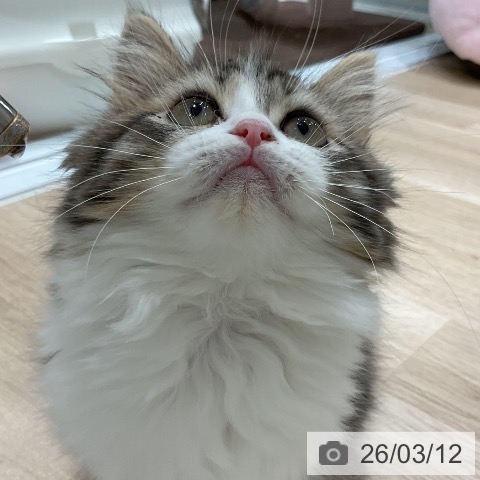 ラガマフィンの写真