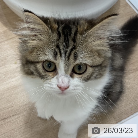 ラガマフィンの写真