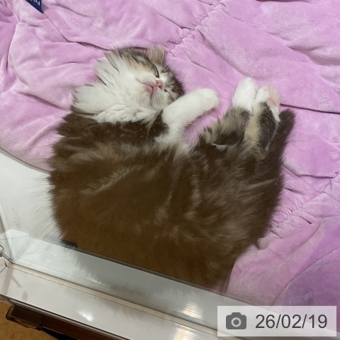 ラガマフィンの写真