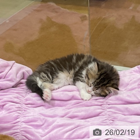 ラガマフィンの写真