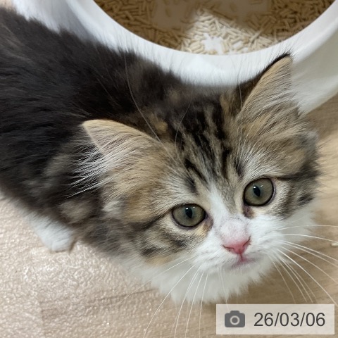 福岡県のラガマフィン (ペットプラス 香椎浜店/2025年12月7日生まれ/女の子/ブラウンタビーホワイト)の子猫の4枚目の画像