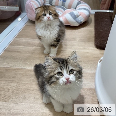 福岡県のラガマフィン (ペットプラス 香椎浜店/2025年12月7日生まれ/女の子/ブラウンタビーホワイト)の子猫の3枚目の画像