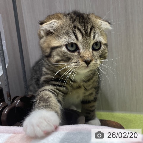 スコティッシュフォールドの写真