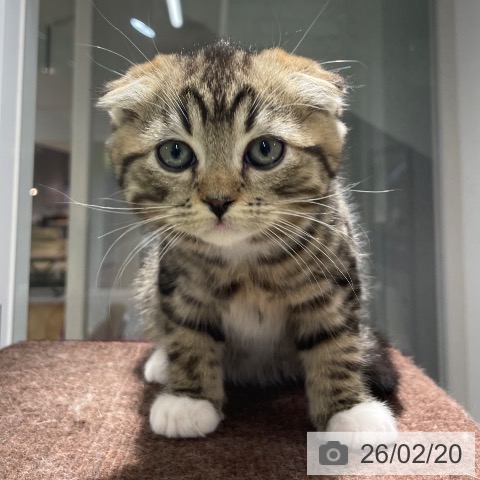 スコティッシュフォールドの写真