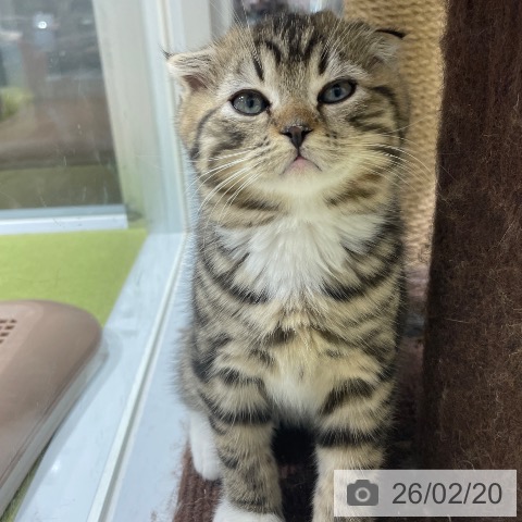 スコティッシュフォールドの写真