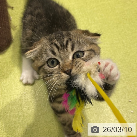 福岡県のスコティッシュフォールド (ペットプラス MARK IS 福岡ももち店/2025年12月13日生まれ/男の子/ブラウンタビーホワイト)の子猫の4枚目の画像