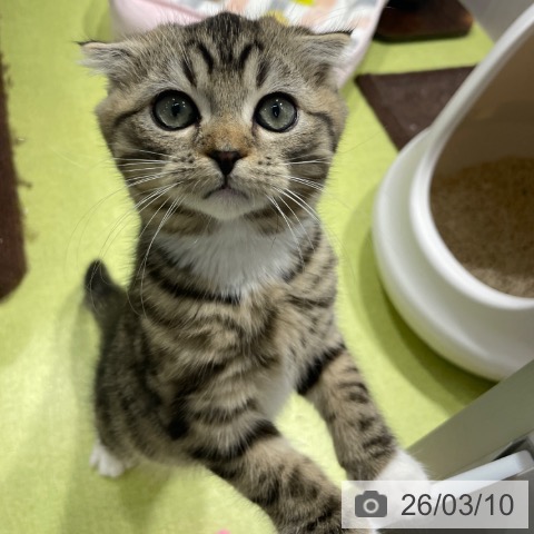 福岡県のスコティッシュフォールド (ペットプラス MARK IS 福岡ももち店/2025年12月13日生まれ/男の子/ブラウンタビーホワイト)の子猫の3枚目の画像