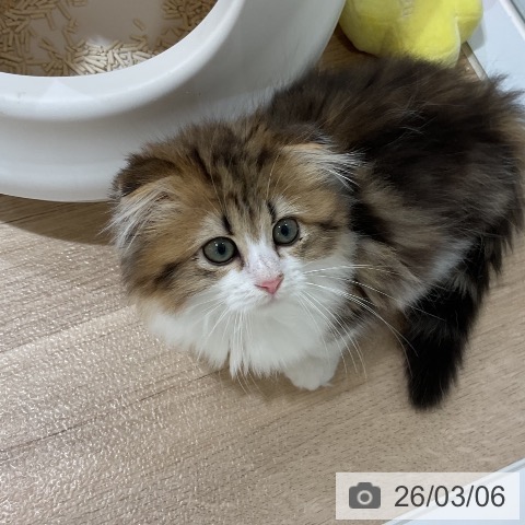 福岡県のスコティッシュフォールド (ペットプラス 香椎浜店/2025年12月15日生まれ/男の子/ブラウンタビーホワイト)の子猫の4枚目の画像