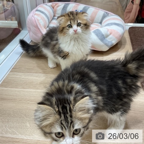 福岡県のスコティッシュフォールド (ペットプラス 香椎浜店/2025年12月15日生まれ/男の子/ブラウンタビーホワイト)の子猫の3枚目の画像